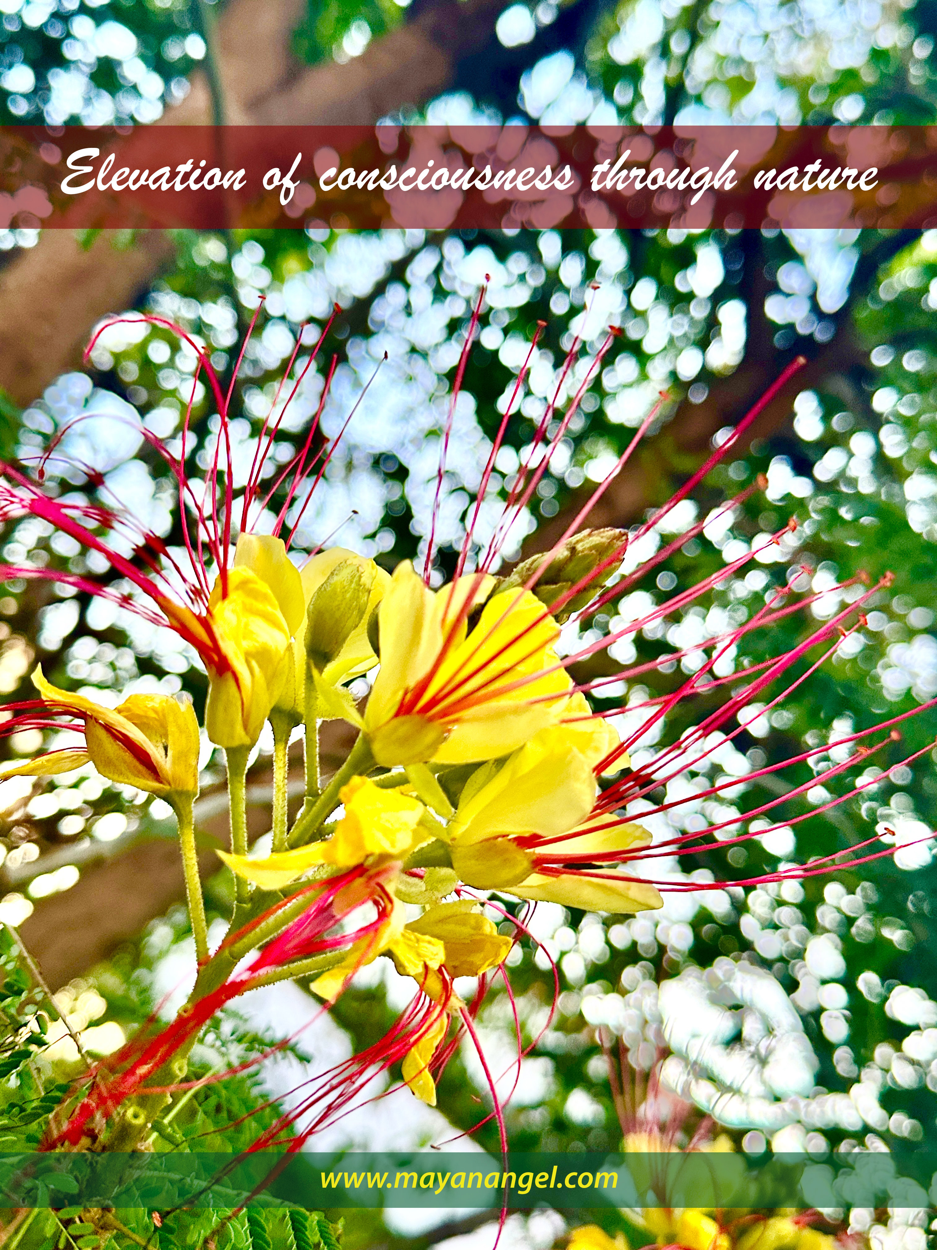 RAISE YOUR VIBRATION THROUGH NATURE – Bloom Beautifully – Mayan Angel